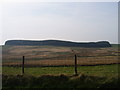 Fforest Conifferaidd ger Bontnewydd / Coniferous Forest near Bontnewydd