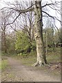 Path and tree, Gledhow Park