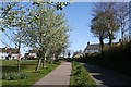 Tree-lined road in Stoke Climsland