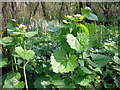 Hedge garlic (Alliara petiolata)