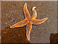SS5987 : Starfish: Caswell Bay by Pam Brophy