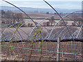 Soft Fruit Farms near Coupar Angus