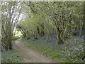 Bluebells in Whitsbury Wood