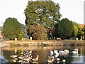 Canada geese and swans on The Crammer, Devizes