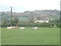 Cherry Orchard Road Cows, Thornhill