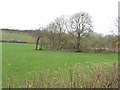 Pasture and gorse