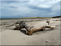 NU1343 : Weathered tree, Sandham Bay by Lisa Jarvis