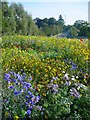 Wildflowers on traffic island