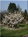 Magnolia