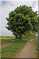 Horse chestnut tree