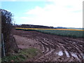 Daffodil field