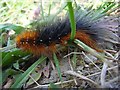 Woolly bear