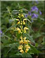 Yellow archangel