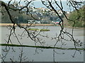 Reedbeds on the Tresillian River