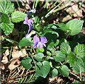 TF0625 : Early Dog-violet, Viola reichenbachiana by Kate Jewell