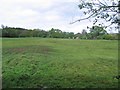 Grazing near Rhode Hill