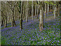 SY4192 : Bluebells Langdon Hill by Ray Beer