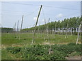 Disused hop garden