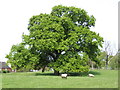 Oak in the green