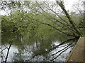 Angling lake, Mudeford Woods