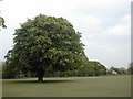 Horse chestnut