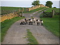 NZ3231 : Curious lambs by Carol Rose