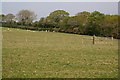 Sheep pasture at Parson