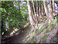 Trees clinging to bank near Coulston