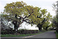 Trees at the junction of Appledore Road and Court Lodge Road