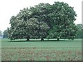 Horse chestnuts in flower