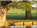 Woburn Deerpark, View over Horse Pond