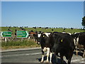 Milking time on the A6