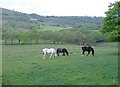 Grazing horses, Rhiwinder