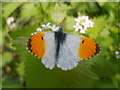 TQ6986 : Orange tip butterfly by William Metcalfe