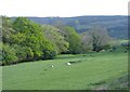 Sheep pasture, Coedely