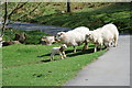 Defaid ac oen Esgeiriau Sheep and a lamb