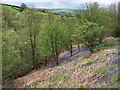 Bluebells in the wood as seen from the footpath west of Deerstones