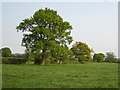 Farmland near Shirrall Hall