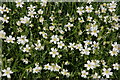 Wildflowers near Loughbrickland lake