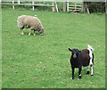 Animals in Smallholding. Rudge Heath, Shropshire