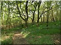 Windhill Wood Footpath