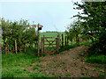 ST4001 : Convergence of The Wessex Ridgeway and Jubilee Trail by Ray Beer