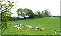 Cows in a field adjoining Capel Llangoed