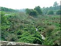 Footpath and brook