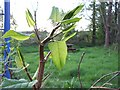 Japanese Knotweed, Omagh