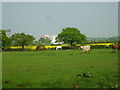 Horses grazing