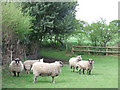 Sheep in Smallholding, Rudge Heath, Shropshire