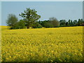 Rape in flower , Brentwood