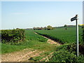 Footpath through cornfield