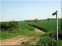 TL0665 : Footpath through cornfield by Les Harvey